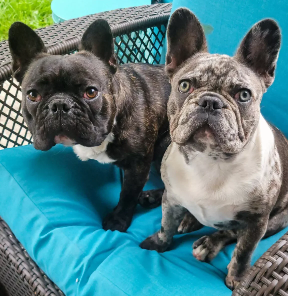 7.12.22 zooks french bulldogs gallery 9 1152x1536